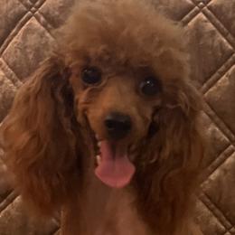 Misha - Poodle
