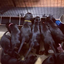Black and Tan Coonhound Puppies from Black and tan coonhound breeder