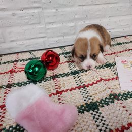 Jewel 1 - Red female Pembroke Welsh Corgi puppy in Tucson, Arizona from Sierrita Mountain Corgis