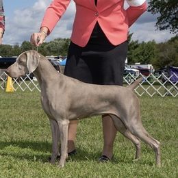 Stella - Weimaraner