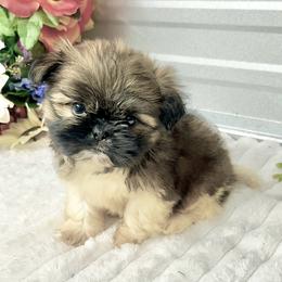 Louie - Black gold and white male Shih Tzu puppy in Elgin, South Carolina from Silver Bells Paw Prints