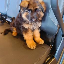 German Shepherd Puppies from Kindheitstraum Kennels