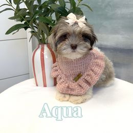 Aqua - Black white and silver female Shihpoo puppy in Buford, Georgia from Petite Posh Puppies