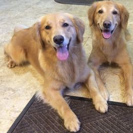 Golden Retriever All Grown Up from Rusty Creek Retrievers