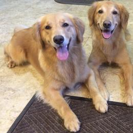 Golden Retriever All Grown Up from Rusty Creek Retrievers