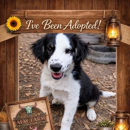 Sirius - Black tri-color male Australian Shepherd puppy in Citra, Florida from AEW Farm