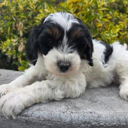 Daisy - Tri-color female Bernedoodle puppy in Blackfoot, Idaho from Draper Mountain Doodles