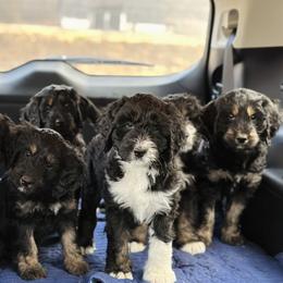 Bernedoodle, Goldendoodle, and Poodle Puppies from Elevated Standards NC