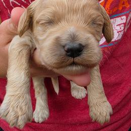 Straw - Buff and white male Cockapoo puppy in Indiahoma, Oklahoma from Phamily Doodles