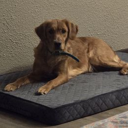 Tikka - Golden Retriever