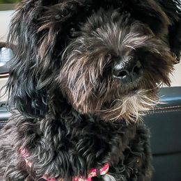 Goldendoodle Puppies from Baby Bell Doodles