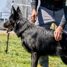 German Shepherds from Vom Haus Kellum