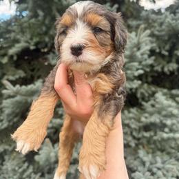 Reba - Merle female Bernedoodle puppy in Idaho Falls, Idaho from Idahome Doodle