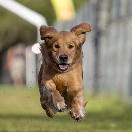 Corduroy - Golden Retriever