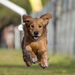 Corduroy - Golden Retriever