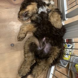 Aussiedoodle Puppies from Salt Creek Doodles