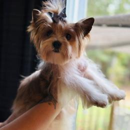 Biewer Terrier and Russian Salon Dog Puppies from Petit Bijou