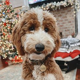 Penny - Goldendoodle