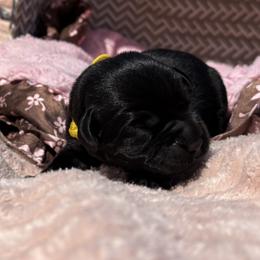 Teddy - Black female Labrador Retriever puppy in Petersburg, Kentucky from Mahan Labs
