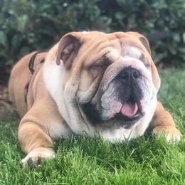 Roku - Bulldog