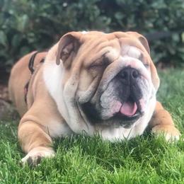 Roku - Bulldog