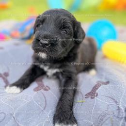 Daisy - Wavy - Black female Portuguese Water Dog puppy in Brookville, Ohio from Cornerstones Porties