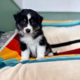 Aspen (full tail) - Black tri female Miniature American Shepherd puppy in Olympia, Washington from Shamayim Acres ~ Miniature American Shepherds