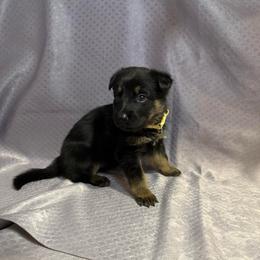Bren - Yellow Collar - Black and tan female German Shepherd puppy in Greenwood, Arkansas from West Haus Shepherds