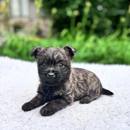 Nora - Brindle female Cairn Terrier puppy in Mountain Grove, Missouri from CreekTop