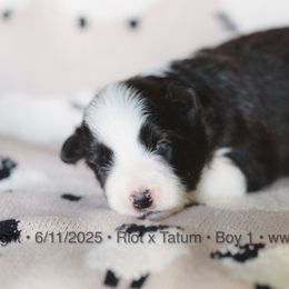 Boy 1 - Black and white male Border Collie puppy in Bryantown, Maryland from Bellaclan Border Collies