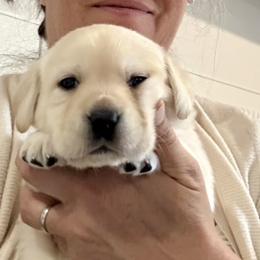 Labrador Retriever Puppies from Pacific Crest Labradors