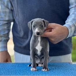 Boy 2 - Blue male Italian Greyhound puppy in Sugar Valley, Georgia from Pinnacle Farm and Kennel