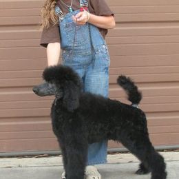 Poodle Puppies from Antigua Standard Poodles