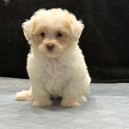 Callie - Cream female Havapoo puppy in Lancaster, South Carolina from 3 Bs Havanese-PUPPIES with  PURPOSE