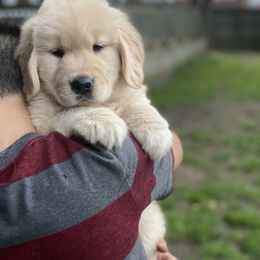 Golden Retriever and Siberian Husky Puppies from Nevani Goldens & Siberians