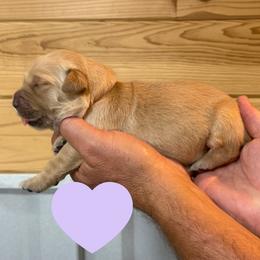 Harriet (Light Purple) - Golden female Golden Retriever puppy in Cadillac, Michigan from K & M Golden Retrievers