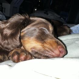 River - Chocolate and tan male Dachshund puppy in Vancouver, Washington from GretaLo Dachshunds