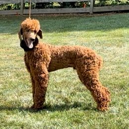 Zeke - Poodle