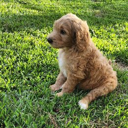 Goldendoodle Puppies from Lucky's Doodlez