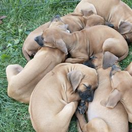 Rhodesian Ridgebacks from Brondiki Ridgebacks