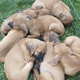 Rhodesian Ridgebacks from Brondiki Ridgebacks
