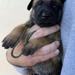 Cantor - Mahogany male Belgian Malinois puppy in Deerfield Beach, Florida from vd Hunde der neuen Äre