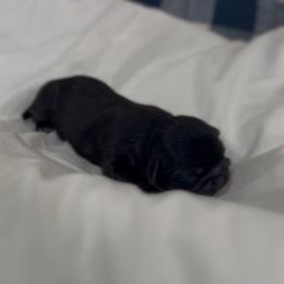 Caterpillar Crawl - Black female Shih Tzu puppy in Cedar Hill, Texas from Puppy Paper House