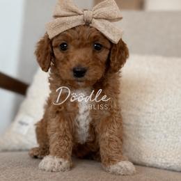 Skye - Red  female Goldendoodle puppy in Gilbert, Arizona from Doodle Bliss