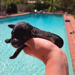 Mr. Onxy - Black male Poodle puppy in Gainesville, Florida from Alyssa Xxweetdoodles