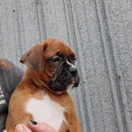 Boxer Puppies from Truax Farms