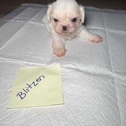 Blitzen - White male Shih Tzu puppy in Harrisburg, Pennsylvania from Harrisburg Shih Tzus
