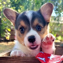 Redbone Bandana boy - Black and tan male Pembroke Welsh Corgi puppy in Cherokee, Oklahoma from MCS Farms-OK