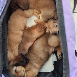 Dachshunds from Mini Doxies Love