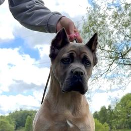 Cane Corso All Grown Up from MVK9